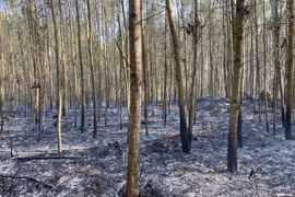 Gia Lai: Đốt ong gây cháy rừng keo của 3 hộ dân