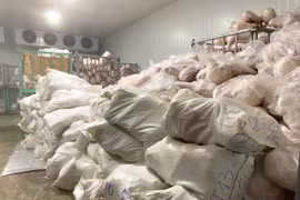 Gia Lai: Phát hiện hàng nghìn con heo đông lạnh chưa rõ nguồn gốc, xuất xứ