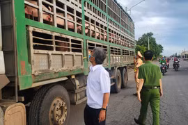 Xử phạt 2 lái xe vận chuyển heo nhiễm dịch tả heo châu Phi