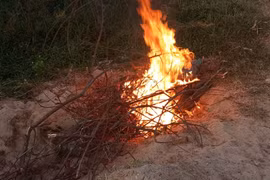 Số heo chết vứt tại bờ kè cầu Đồng Xiêm được thu gom, xử lý theo quy định. Ảnh: UBND xã cung cấp