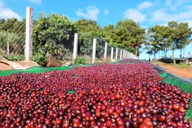 Thủ tướng Phạm Minh Chính, Phó Thủ tướng Trần Hồng Hà tham quan các sản phẩm của Hợp tác xã Nông nghiệp và Dịch vụ Nam Yang. Ảnh: ĐVCC