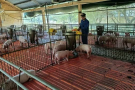 Gia Lai: 9 xã, phường đủ điều kiện công bố hết dịch tả heo châu Phi
