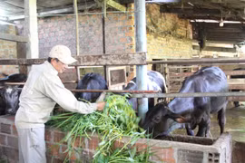 Chủ động chăm sóc, bảo vệ đàn vật nuôi trong mùa nắng nóng