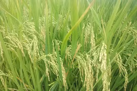 Gia Lai: Hơn 350 ha lúa bị sâu bệnh gây hại