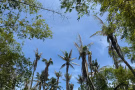 Tập trung xử lý sâu đầu đen gây hại dừa