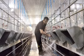 Gia Lai: Tiếp tục siết chặt phòng chống dịch tả heo châu Phi, ngăn ngừa tái phát