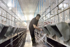 Gia Lai: Tiếp tục siết chặt phòng chống dịch tả heo châu Phi, ngăn ngừa tái phát