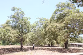 Gia Lai sẽ chuyển đổi 38.500 ha cây trồng kém hiệu quả