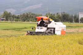 Nông dân các xã phía Đông tỉnh thu hoạch hơn 35.000 ha lúa Hè Thu 