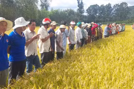 Hội thảo đầu bờ giống lúa mới Mahy 85 và Smart 56 