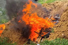 Toàn tỉnh Gia Lai xảy ra 5 ổ dịch tả heo Châu Phi