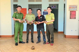 Gia Lai: Người dân tự nguyện giao nộp 5 cá thể rùa núi vàng quý hiếm