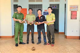 Gia Lai: Người dân tự nguyện giao nộp 5 cá thể rùa núi vàng quý hiếm