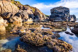 Ngắm "kỳ quan dưới nước" ở làng chài Nhơn Lý mùa nước cạn