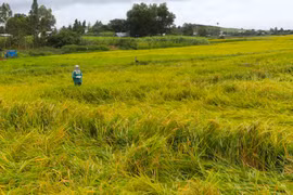 Kbang: Khắc phục diện tích hoa màu ngã đổ do ảnh hưởng mưa gió. Ảnh: Ngọc Minh