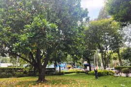 Cây bàng vuông cao hơn 10 m (trái) dưới chân cầu Thị Nghè là món quà của quân dân Trường Sa tặng TP.HCM năm 2002