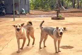 Gia Lai ghi nhận thêm 1 ca tử vong do bệnh dại