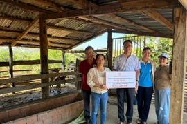 Hội Chữ thập đỏ tỉnh Gia Lai bàn giao bò giống cho hộ nghèo 