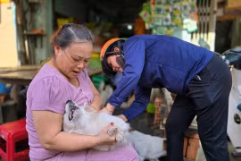 Đến nay, tỷ lệ chó, mèo nuôi trên địa bàn TP. Pleiku đã được tiêm vắc xin phòng Dại đạt trên 33%. Ảnh: Hồng Thương