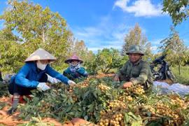 Làm giàu nhờ trồng nhãn Hương Chi trái vụ
