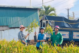 Các cơ sở kinh doanh cây giống vào mùa