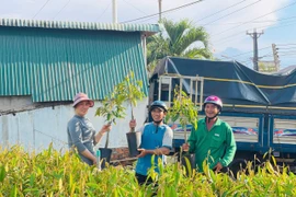 Các cơ sở kinh doanh cây giống vào mùa