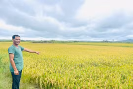 Chư Păh: Giúp đồng bào dân tộc thiểu số trồng lúa chất lượng cao