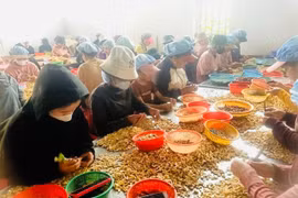 Tổ liên kết bóc tách hạt điều xã Chư Á tạo việc làm cho 50 thành viên.