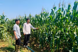 Ông Ơn (bên trái) đi thăm vườn bắp đã được thương lái thu mua. Ảnh: Nhật Hào