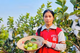 Thu nhập khá nhờ trồng ổi Ruby