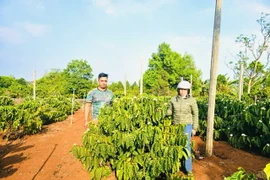 Anh Thuế bên vườn cà phê tái canh của gia đình