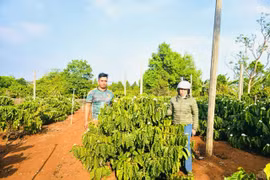 Anh Thuế bên vườn cà phê tái canh của gia đình