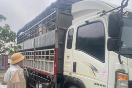 Trạm Cảnh sát giao thông Tuy Phước phát hiện 2 xe tải chở heo nghi nhiễm bệnh khi di chuyển trên quốc lộ 1 vào đêm 2-12.