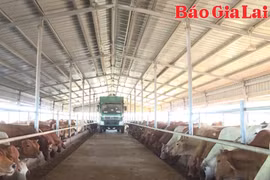 Hơn 200 dự án chăn nuôi tại Gia Lai được các nhà đầu tư quan tâm