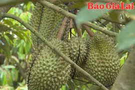 Thêm 829 mã số vùng trồng sầu riêng của Việt Nam được Tổng cục Hải quan Trung Quốc công nhận