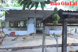 Thay đổi thói quen chăn nuôi nhờ những mô hình “xanh”