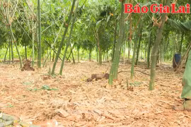 Trồng tre lấy măng: Mô hình làm giàu của nhiều nông dân huyện Đak Đoa 