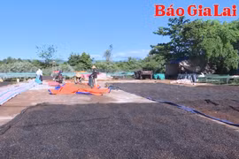 Giá cà phê xuất khẩu trong tháng 5 tăng hơn 70% so với cùng kỳ năm 2024