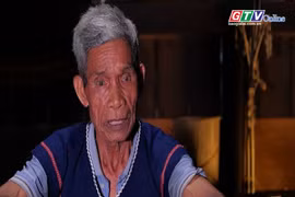 Cây đại thụ ở làng Đăk Giang