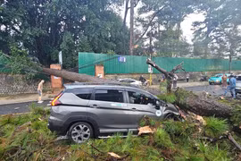 Đà Lạt: Thông cổ thụ bật gốc đè bẹp xe ô tô
