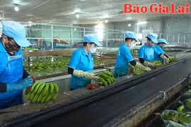 Nâng cao giá trị sản phẩm cây chuối theo hướng xuất khẩu
