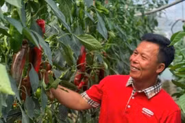 Đòn bẩy và điểm nghẽn của nông nghiệp hiện đại- Bài 1: Làm chủ đồng ruộng bằng công nghệ