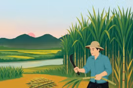 Một thời hương mía…