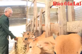 Cựu chiến binh Nguyễn Văn Rinh làm giàu từ mô hình vườn-ao-chuồng