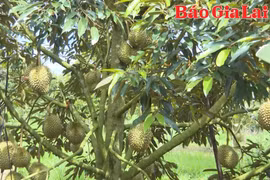 Nông dân trồng sầu riêng đối mặt nhiều nỗi lo