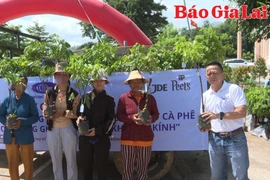 Hỗ trợ nông dân Chư Păh phát triển cà phê bền vững theo hướng giảm phát thải khí nhà kính