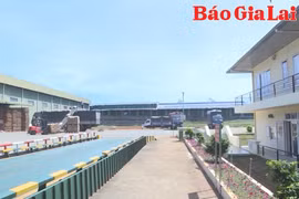 Doanh nghiệp xuất khẩu nông sản tích cực tìm kiếm thị trường mới