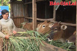 Hội LHPN phường Chi Lăng lan tỏa mô hình “Đàn bò sinh sản”