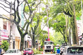 Chủ động giải quyết hiểm họa gãy, đổ cây xanh