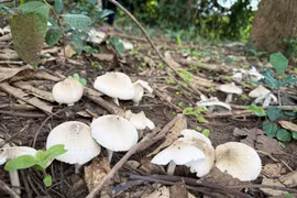 Nấm mối thường mọc vào tháng 5, 6 hàng năm. Ảnh: L.H